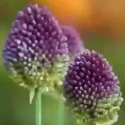 Sphaerocephalon